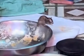 Если бы действие мультфильма «Рататуй» происходило в Индии