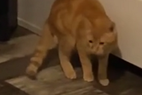 Кот эффектно проник в комнату хозяина