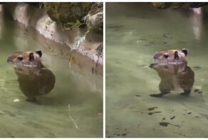 Капибара экспериментирует с походкой