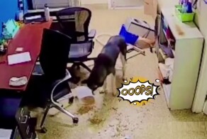 Собака из приюта умудрилась за одну ночь вскрыть вольер, устроить беспорядок, случайно вызвать полицейских и получить порцию ласки