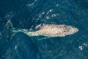 Вблизи Мексики засняли кита со сломанным позвоночником