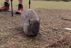 В любой непонятной ситуации надо почесаться