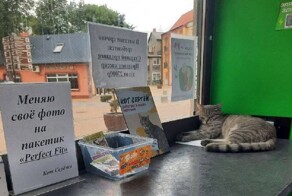 В Зеленоградске кто-то нажаловался на котика, который живёт в магазине