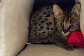 Таможенники обнаружили редких котят африканского сервала, которых пытались вывезти из России