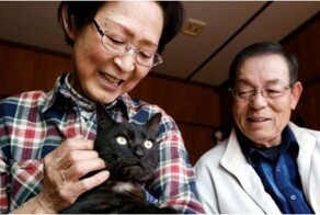 Коты, совершившие невозможное, чтобы вернуться домой