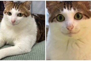 Кот, который любит "улыбаться"