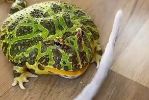 Жаба атаковала кошачий хвост