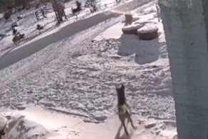 Прохожий спас ребенка, которого повалила на землю стая собак