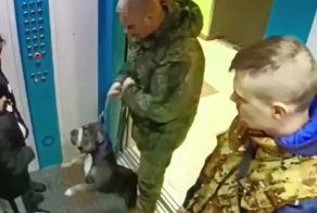 В Краснодаре бойцовская собака накинулась на ребёнка в лифте и укусила его за лицо