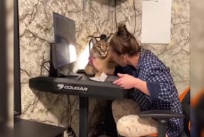 Даже большой каракал в душе обычный котик