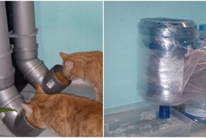 Женщина рассказала, что оставляет котов на 2 недели дома одних - и получила шквал критики