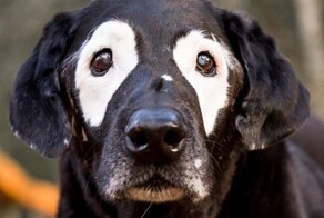 Четвероногий друг помог мальчику принять себя