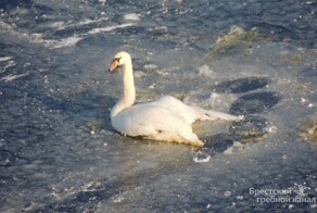 На Гребном канале в Бресте спасли лебедя, вмёрзшего в лёд