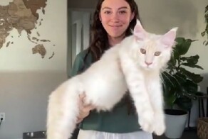 До чего же быстро растут мейн-куны