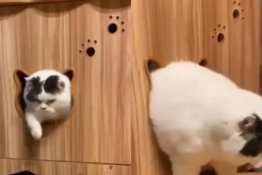 «Застрял»: котик показал, чем может обернуться долгое новогоднее застолье