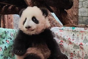 В Московском зоопарке рассказали, почему самец панды по имени Жуи не участвует в воспитании дочери и чем он занят целыми днями