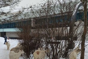 В Южном Бутово козлы начали грабить птичьи кормушки