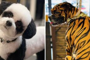 15 оригинальных преображений питомцев, владельцы которых поэкспериментировали с окрашиванием