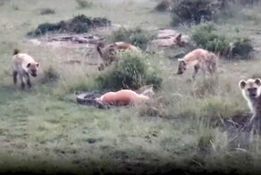 Гиены попытались отобрать добычу у питона на глазах у туриста в Кении