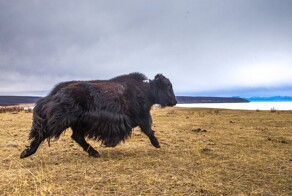 Монгольские коровозаменители