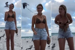 Девушка стала объектом для нападения наглой чайки