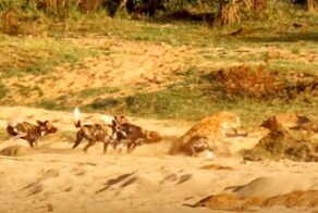 Гиеновидные псы и гиены не поделили добычу