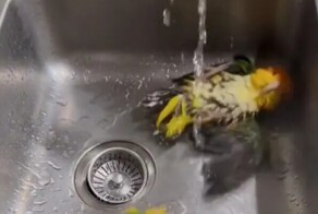 Попугаи наслаждаются водными процедурами