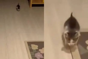 Котёнок встречает своего хозяина