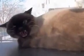 Мужчина быстро успокоил злую кошку