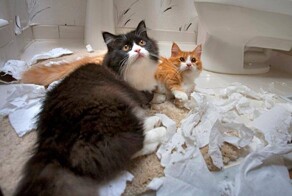 Игры, в которые играют друзья, и их результаты