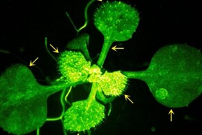 Японские учёные показали "разговор" растений