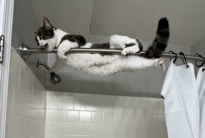 30 уморительных кадров с котами, которые поднимут настрой