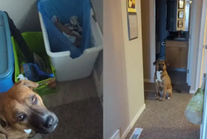 Пёс не захотел идти на улицу в морозный день