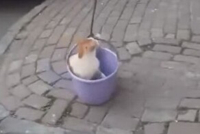 Кот и его личный лифт в виде ведра 