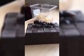 "Кто кого?": жук-носорог против жука-оленя