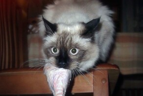 Кухонные грабители, на которых сложно обижаться