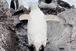 Отшельник: в Антарктике заметили пингвина с особенностью