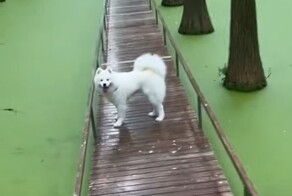 Неосторожная собака свалилась в пруд, приняв его за лужайку