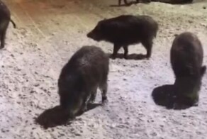 Кабаны продолжают попрошайничать в Подмосковье