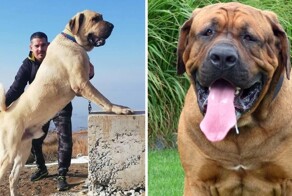 15 стран, в которых запрещены конкретные породы собак