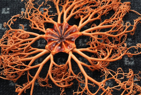 Офиура: причудливое тысячерукое нечто из глубин