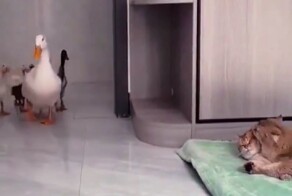 В тесноте, да не в обиде!