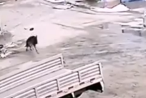 Счастливый день в жизни пса