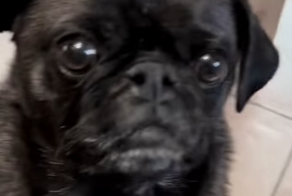 Саруман собирает войска