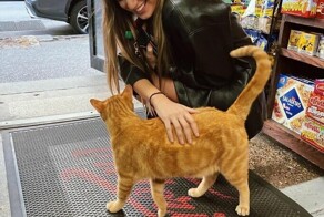 "Магазинные" коты захватывают Нью-Йорк