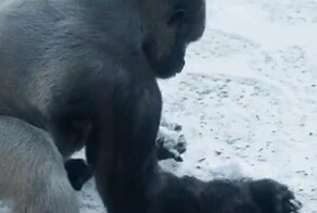 В зоопарке засняли, как горилла лепит снежки