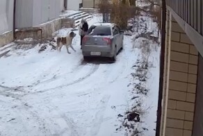 В Черкесске алабай напал на женщину