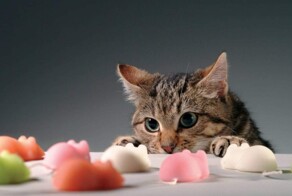 Проблема выбора