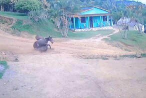 Копытный бегун превысил скорость и чуть не угробил владельца