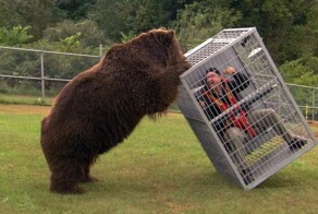 Кадьяк: остров медведей-гигантов